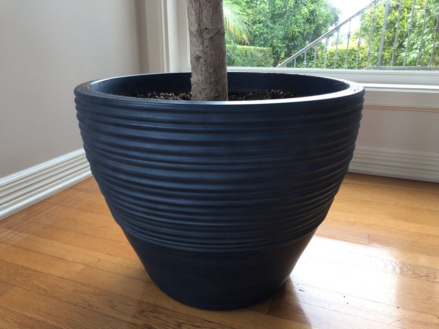 Large Indoor Real Plant With Plastic Pot 19W X 92H [Photo 3]
