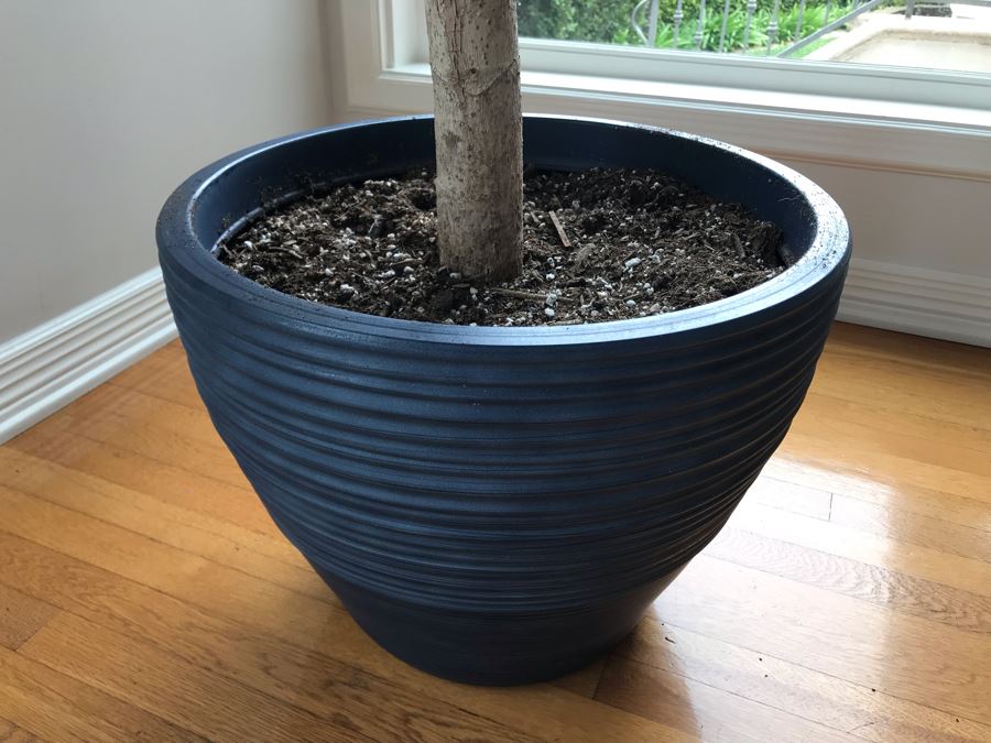 Large Indoor Real Plant With Plastic Pot 19W X 92H [Photo 4]
