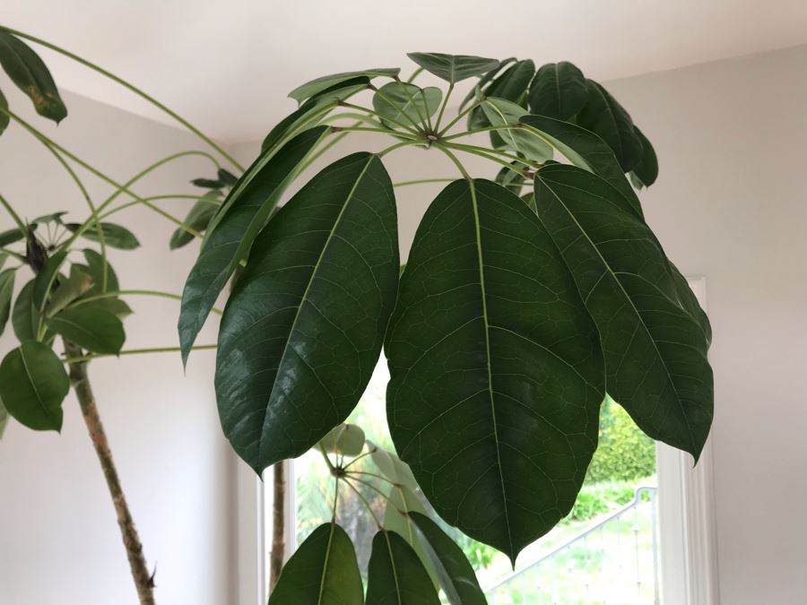 Large Indoor Real Plant With Plastic Pot 19W X 92H [Photo 6]