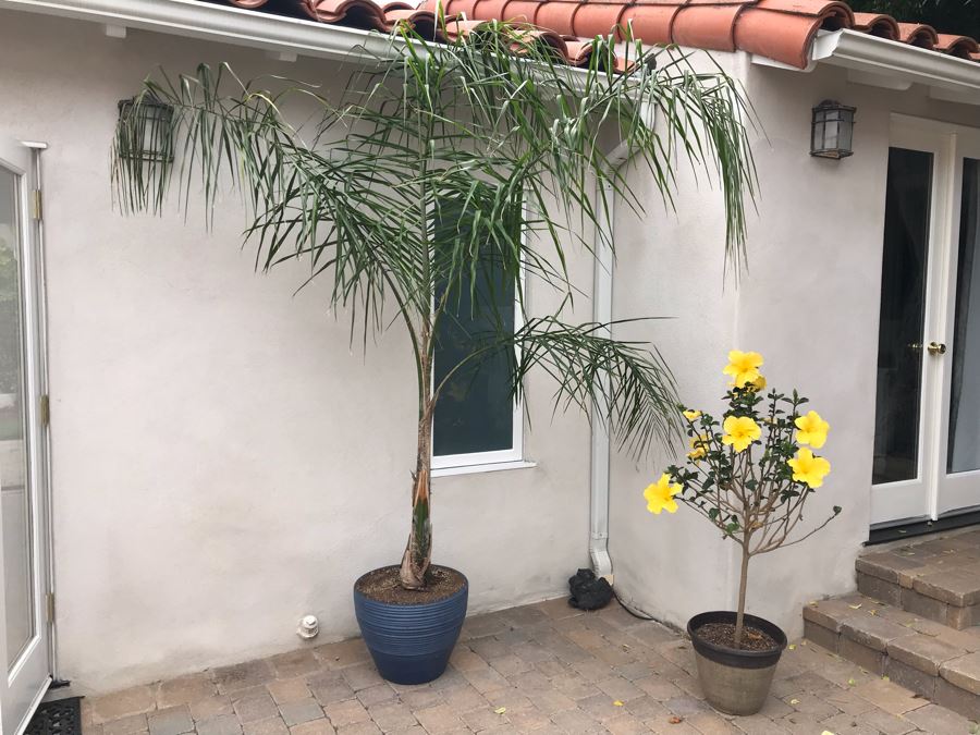 Pair Of Outdoor Potted Real Palm And Hibiscus Plants In Plastic Pots [Photo 3]