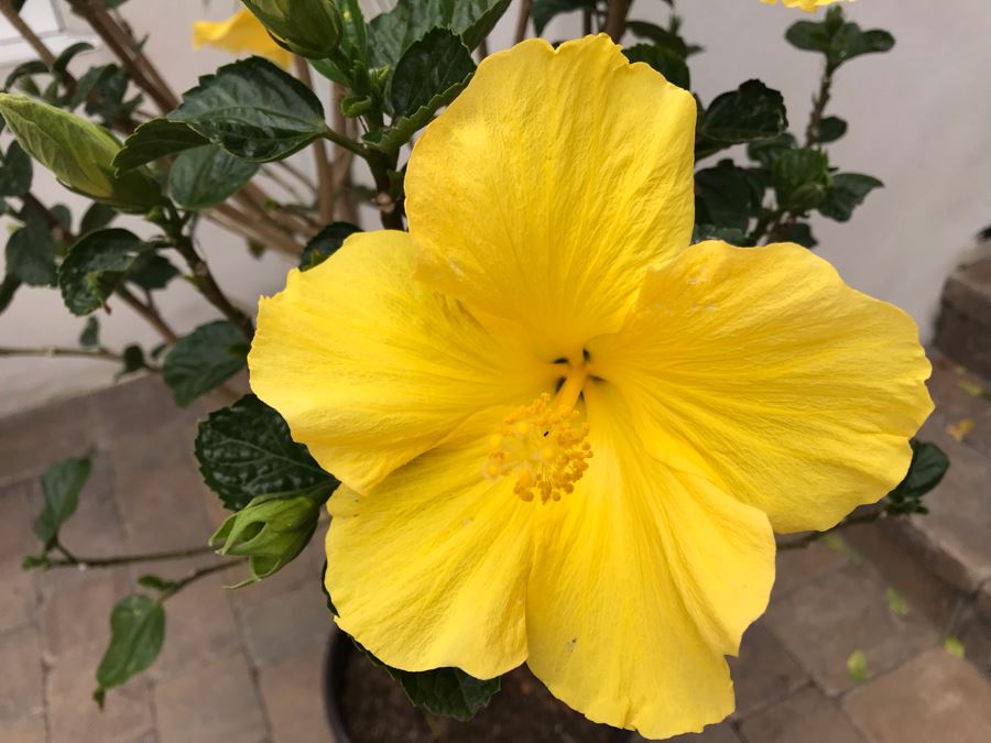 Pair Of Outdoor Potted Real Palm And Hibiscus Plants In Plastic Pots [Photo 7]