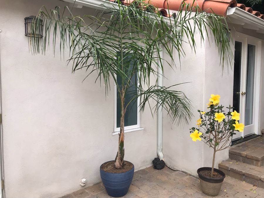 Pair Of Outdoor Potted Real Palm And Hibiscus Plants In Plastic Pots [Photo 2]