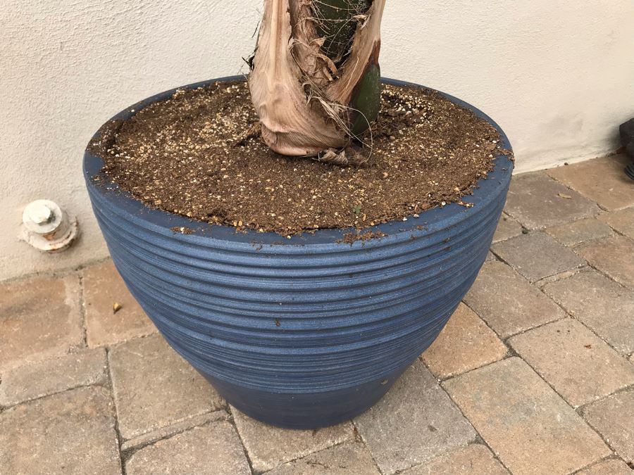 Pair Of Outdoor Potted Real Palm And Hibiscus Plants In Plastic Pots [Photo 4]