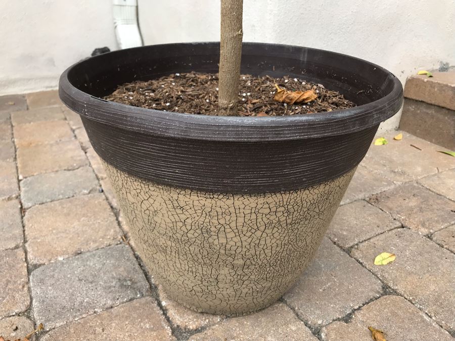 Pair Of Outdoor Potted Real Palm And Hibiscus Plants In Plastic Pots [Photo 6]