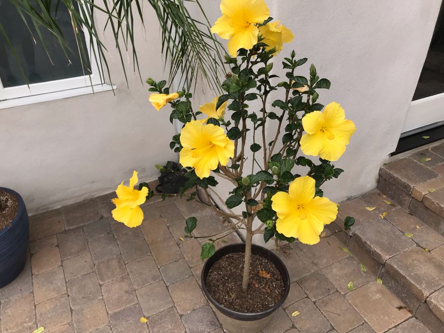 Pair Of Outdoor Potted Real Palm And Hibiscus Plants In Plastic Pots [Photo 5]