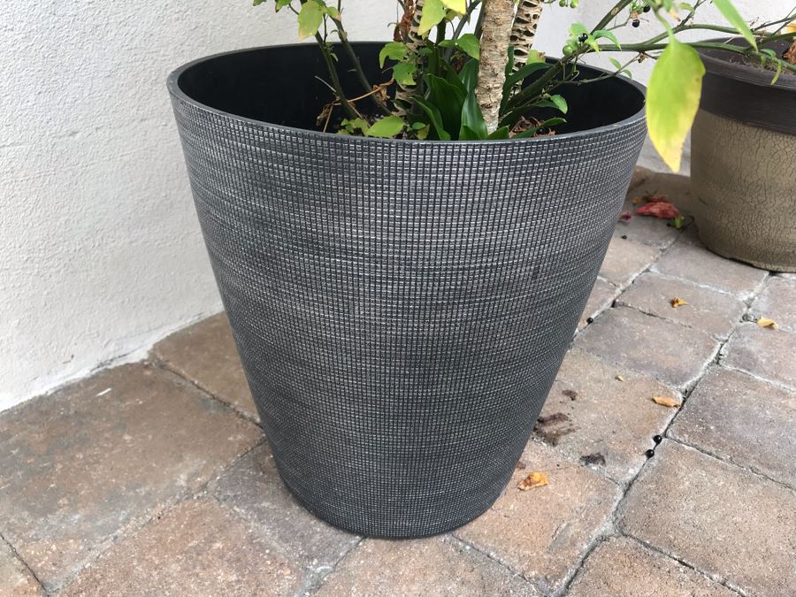 Pair Of Outdoor Potted Plants Hibiscus Plant In Plastic Pots [Photo 5]