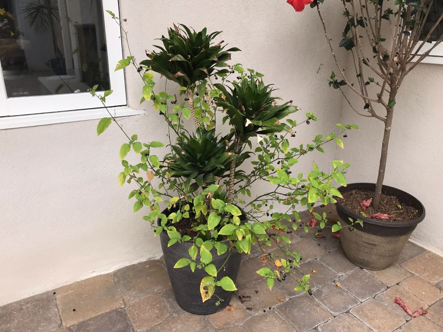 Pair Of Outdoor Potted Plants Hibiscus Plant In Plastic Pots [Photo 3]
