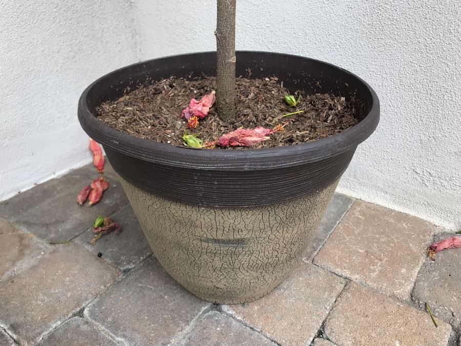 Pair Of Outdoor Potted Plants Hibiscus Plant In Plastic Pots [Photo 6]