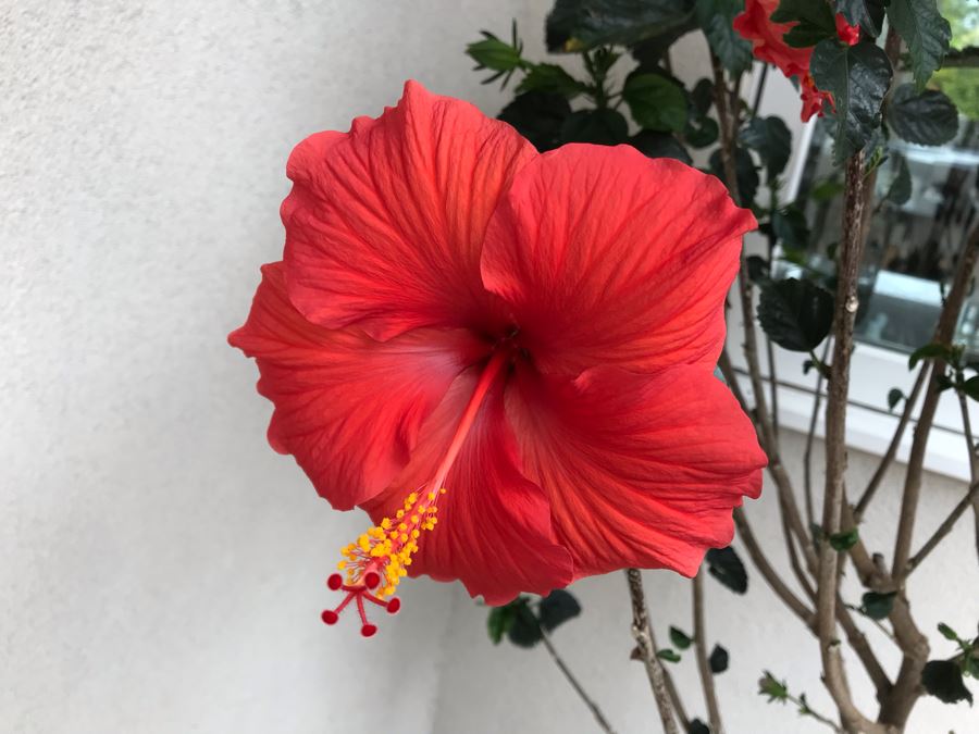Pair Of Outdoor Potted Plants Hibiscus Plant In Plastic Pots [Photo 7]