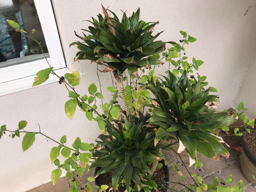 Pair Of Outdoor Potted Plants Hibiscus Plant In Plastic Pots [Photo 4]