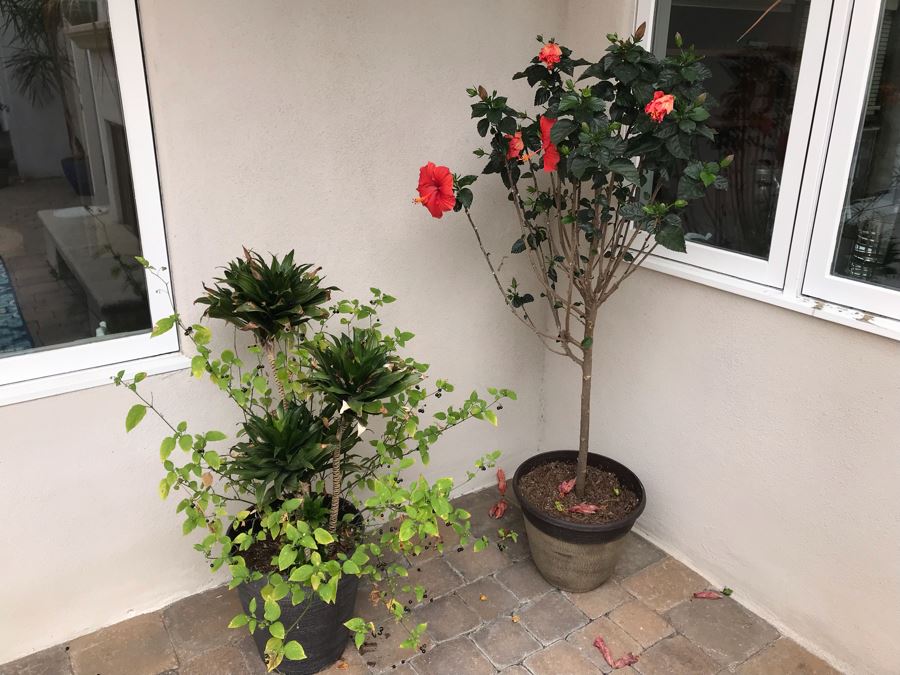 Pair Of Outdoor Potted Plants Hibiscus Plant In Plastic Pots [Photo 2]