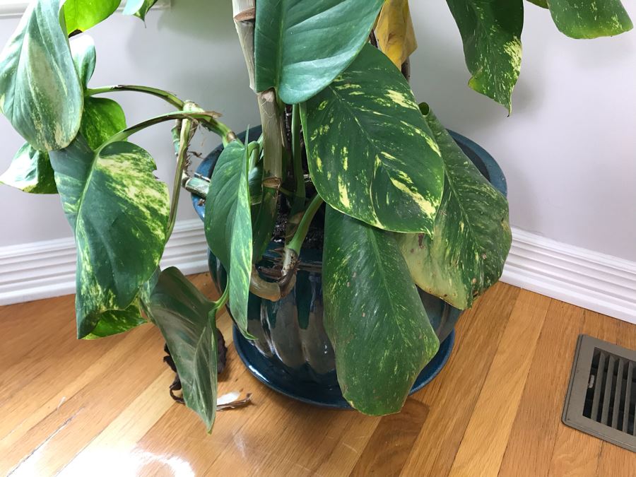 Indoor Real Plant In Glazed Ceramic Pot 16W X 45H [Photo 2]