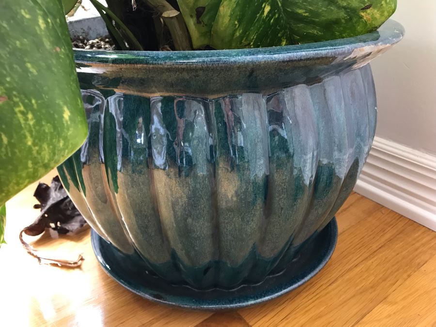 Indoor Real Plant In Glazed Ceramic Pot 16W X 45H [Photo 4]