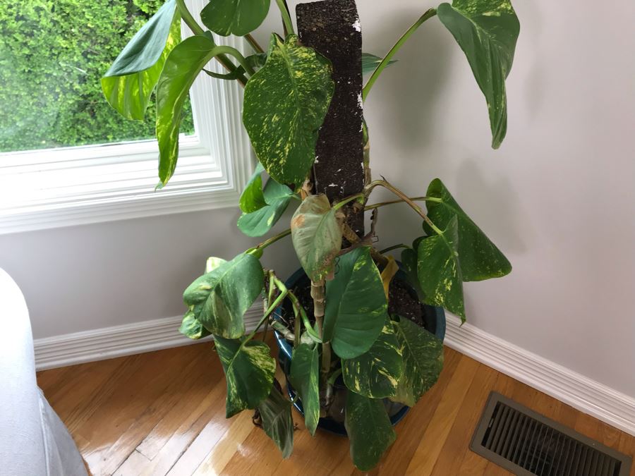 Indoor Real Plant In Glazed Ceramic Pot 16W X 45H [Photo 3]