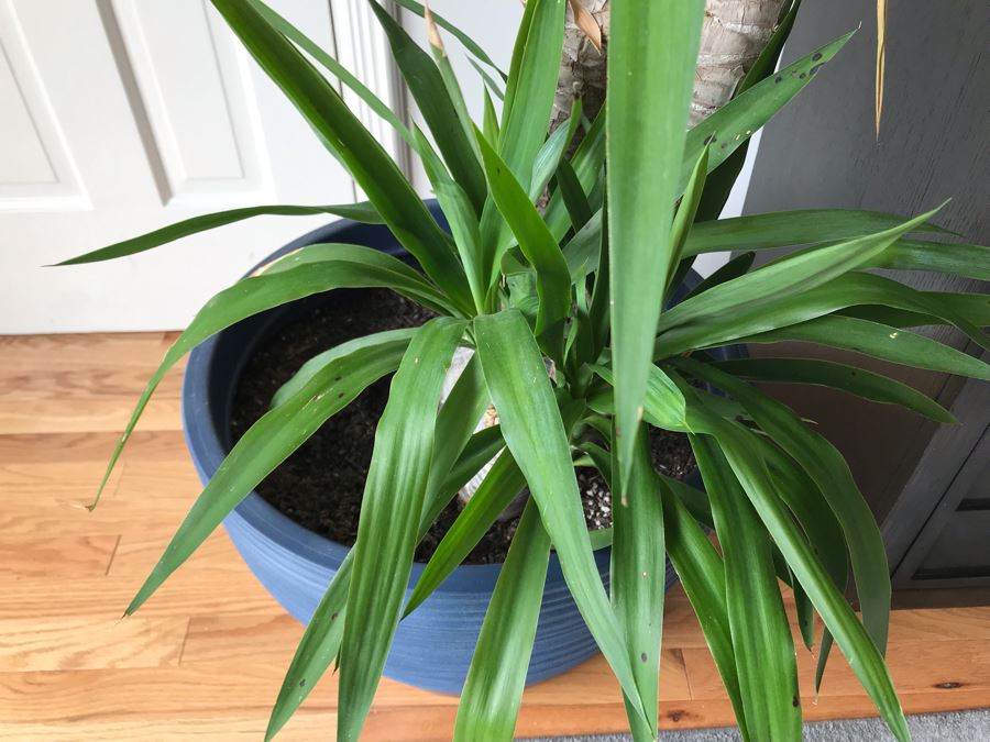 Indoor Real Plant With Plastic Pot 20W X 42H [Photo 3]