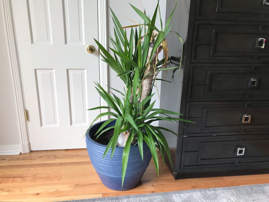 Indoor Real Plant With Plastic Pot 20W X 42H