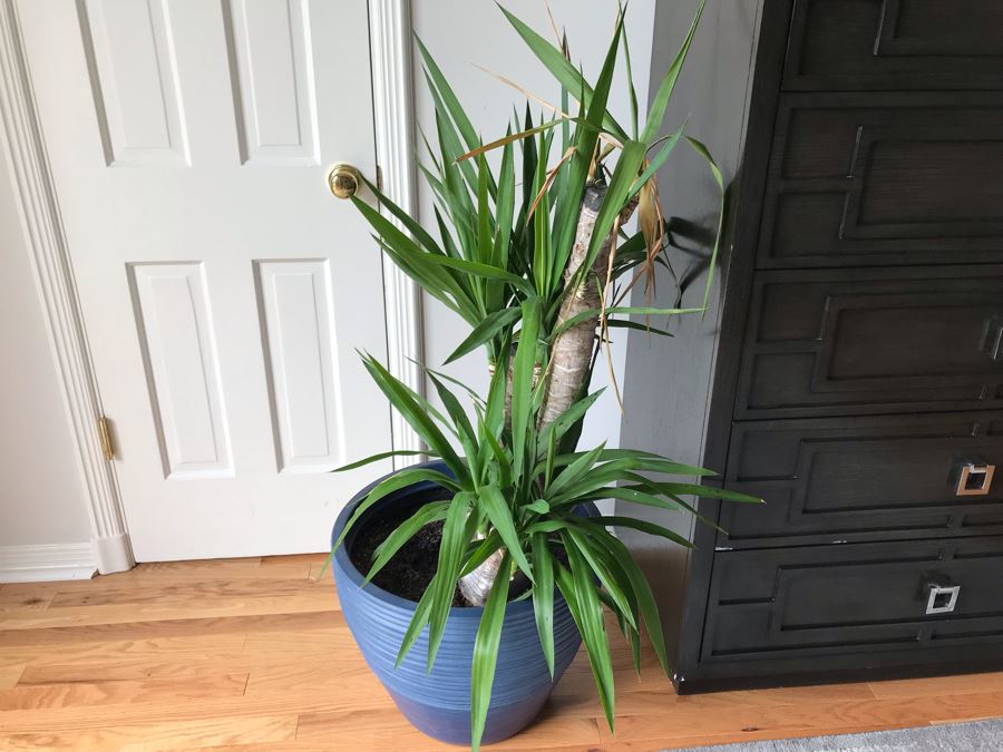 Indoor Real Plant With Plastic Pot 20W X 42H [Photo 2]