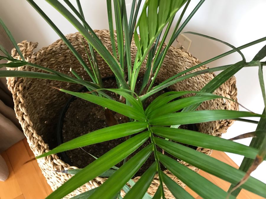 Indoor Palm Tree With Woven Rope Pot 20W X 48H [Photo 4]