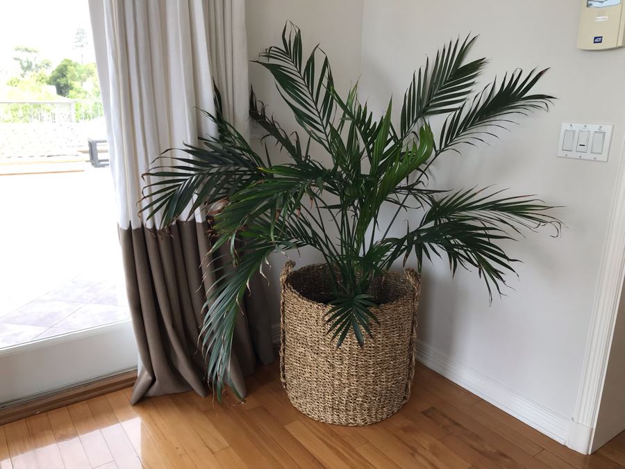 Indoor Palm Tree With Woven Rope Pot 20W X 48H [Photo 2]
