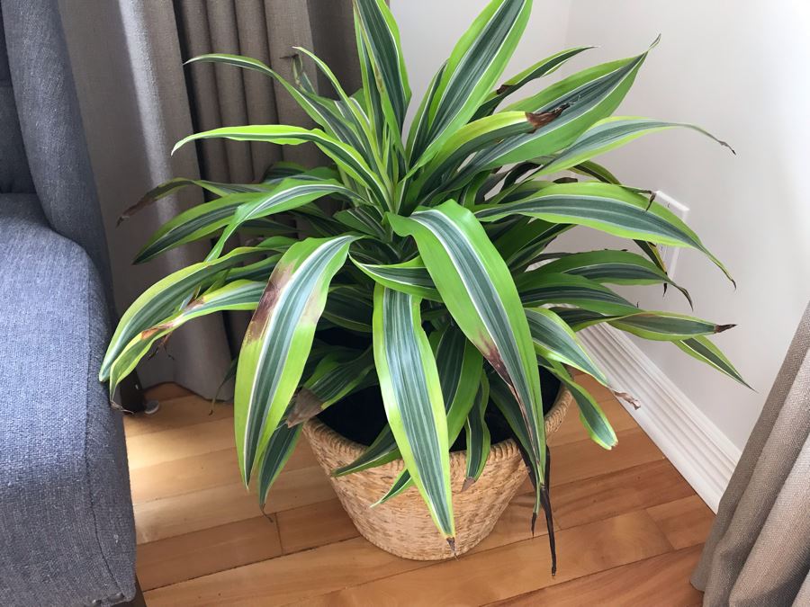 Indoor Real Plant With Pot 15W X 23H [Photo 2]