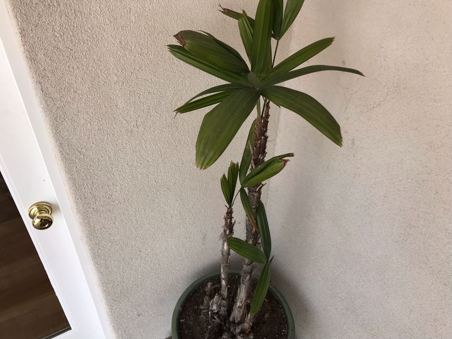 Outdoor Plant With Glazed Ceramic Pot 20W X 56H [Photo 3]