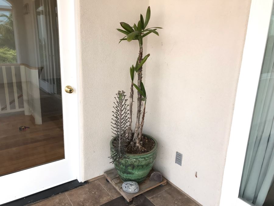 Outdoor Plant With Glazed Ceramic Pot 20W X 56H