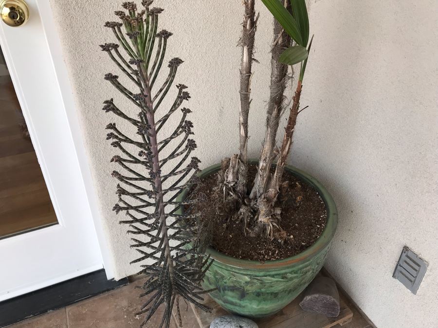 Outdoor Plant With Glazed Ceramic Pot 20W X 56H [Photo 4]