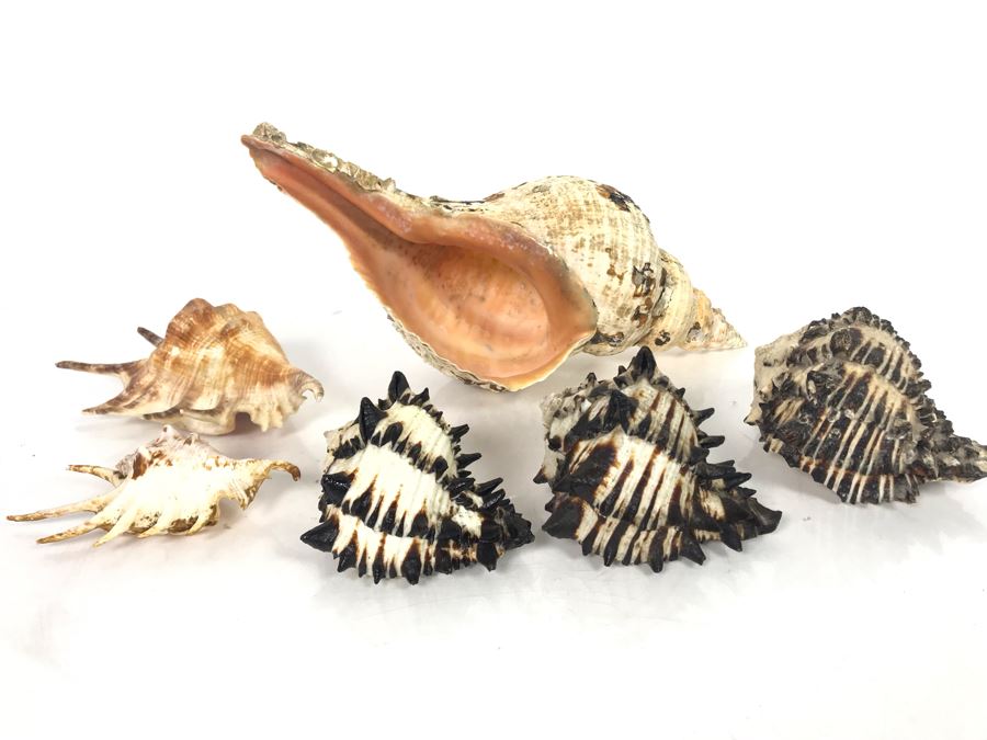 JUST ADDED - Organic Exotic Seashell Collection [Photo 5]