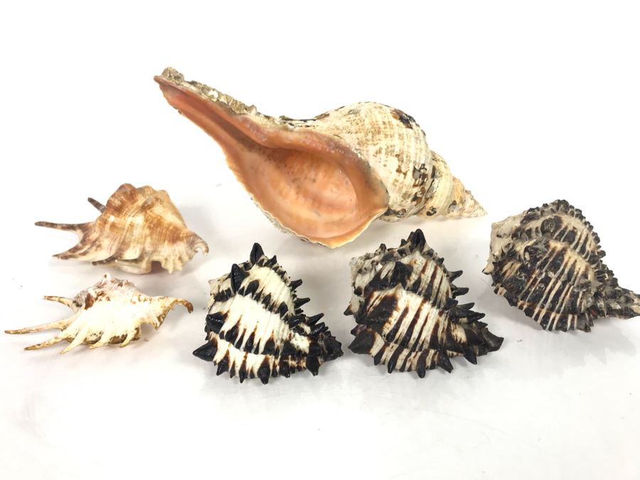 JUST ADDED - Organic Exotic Seashell Collection [Photo 6]