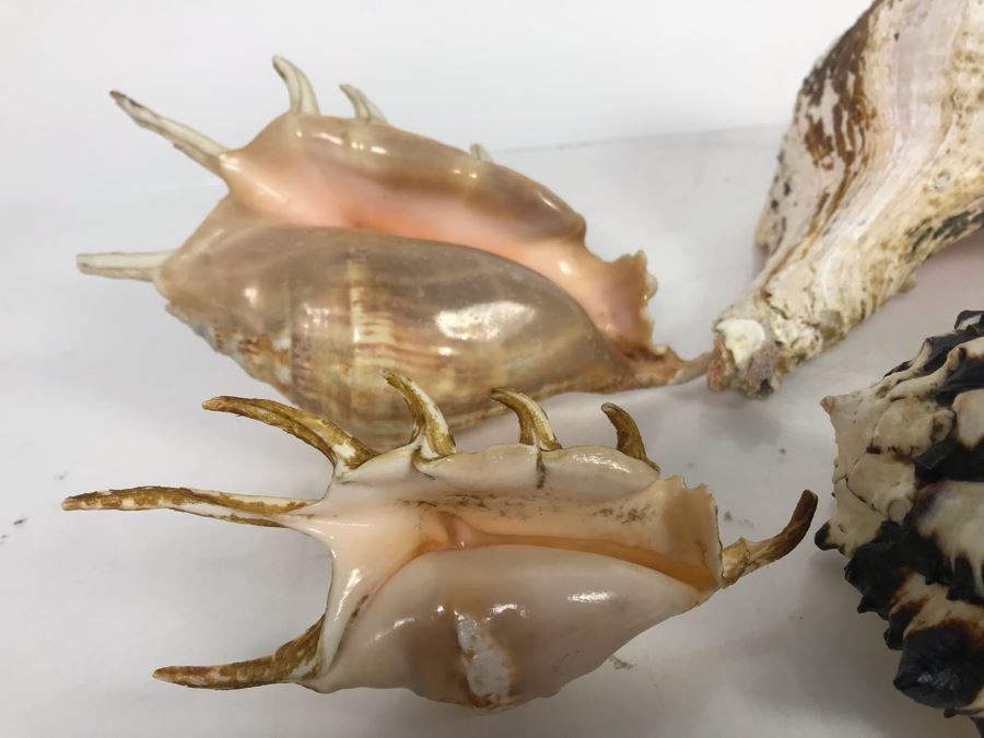 JUST ADDED - Organic Exotic Seashell Collection [Photo 4]