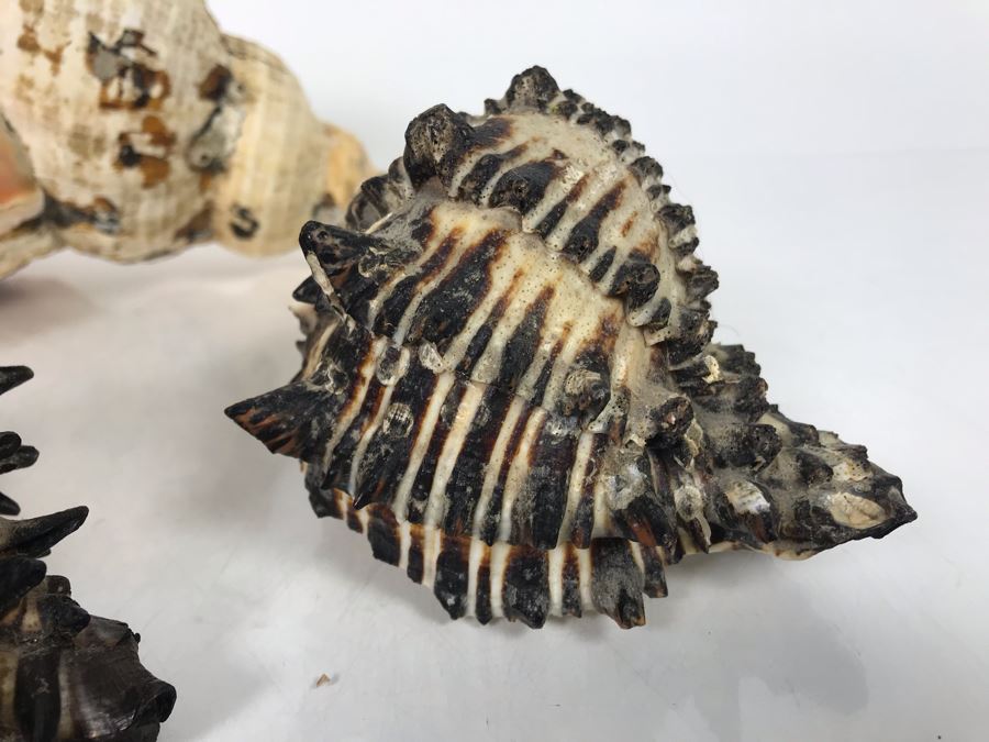 JUST ADDED - Organic Exotic Seashell Collection [Photo 8]