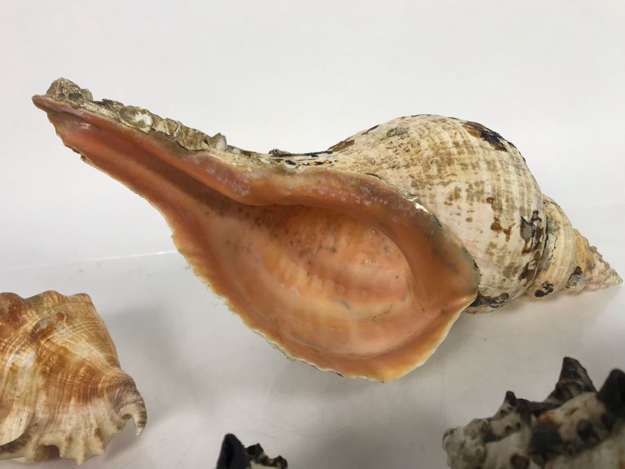 JUST ADDED - Organic Exotic Seashell Collection [Photo 2]