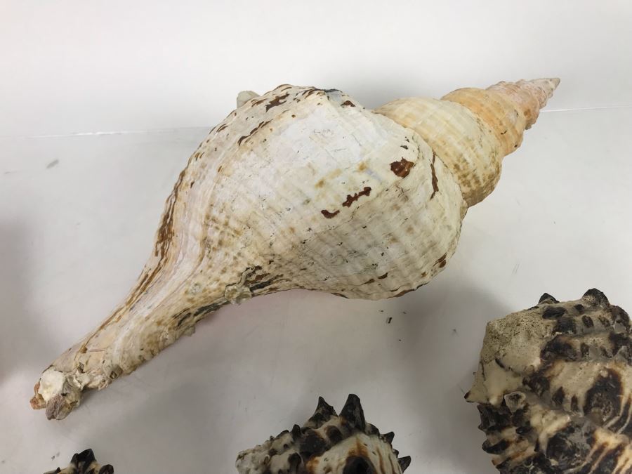 JUST ADDED - Organic Exotic Seashell Collection [Photo 3]