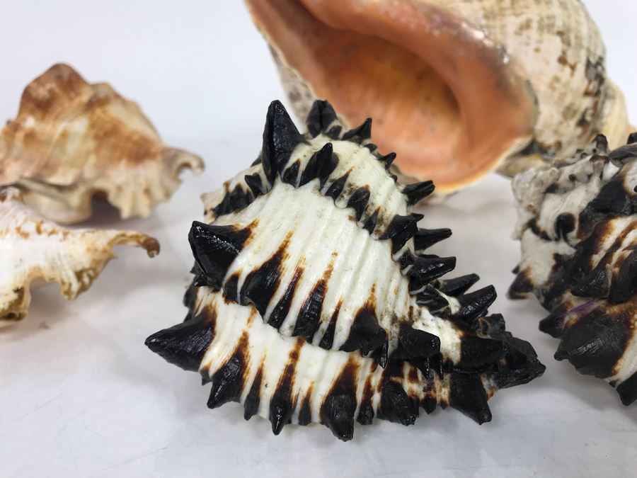 JUST ADDED - Organic Exotic Seashell Collection [Photo 9]