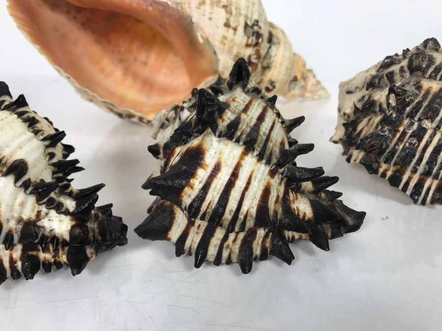 JUST ADDED - Organic Exotic Seashell Collection [Photo 7]