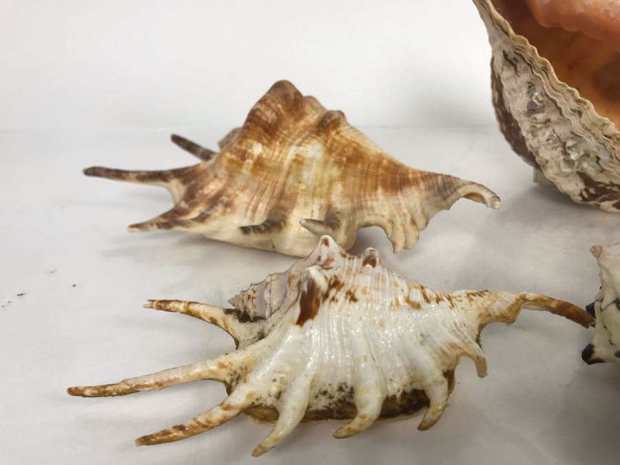 JUST ADDED - Organic Exotic Seashell Collection [Photo 10]