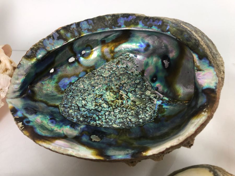 JUST ADDED - Organic Exotic Seashell Collection [Photo 4]