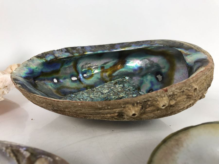 JUST ADDED - Organic Exotic Seashell Collection [Photo 5]