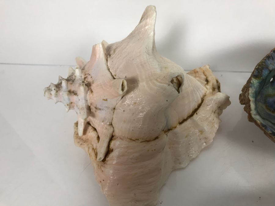 JUST ADDED - Organic Exotic Seashell Collection [Photo 7]