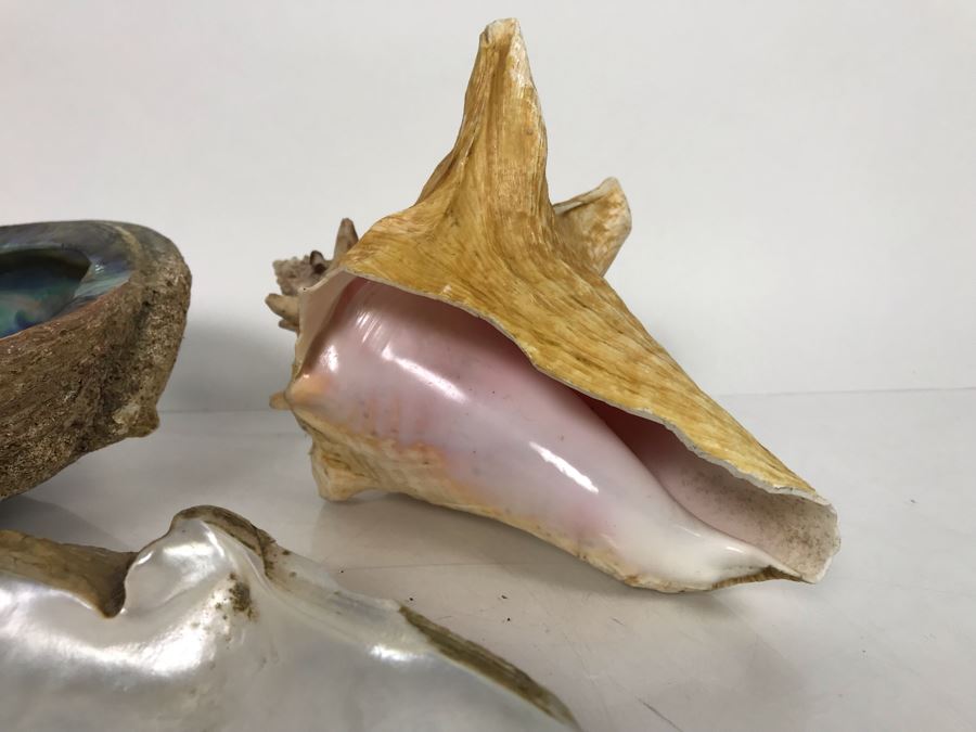 JUST ADDED - Organic Exotic Seashell Collection [Photo 10]