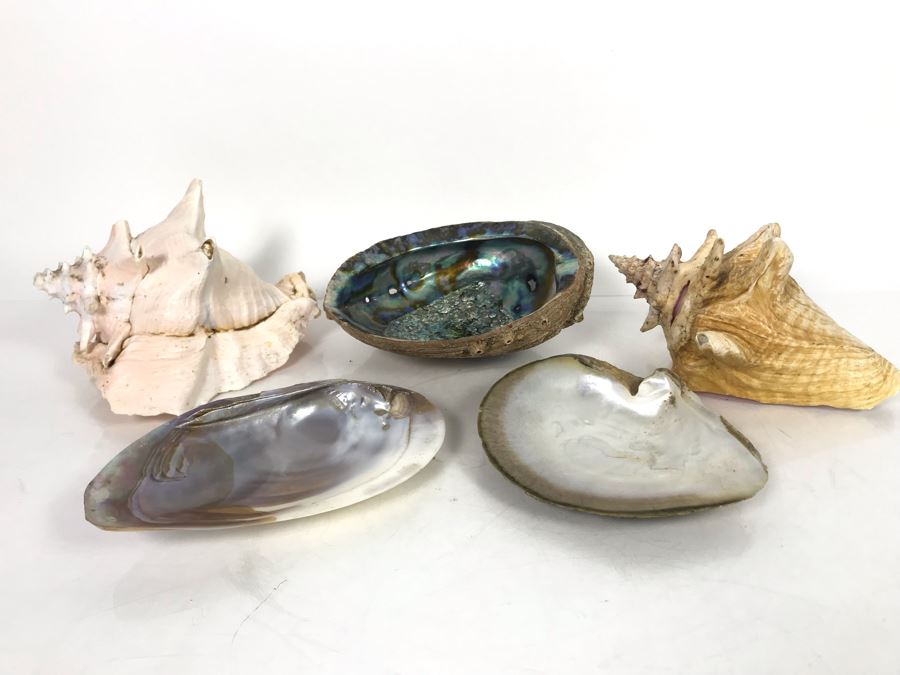 JUST ADDED - Organic Exotic Seashell Collection [Photo 3]