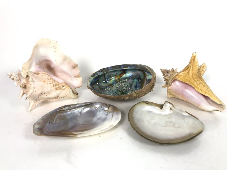JUST ADDED - Organic Exotic Seashell Collection [Photo 8]