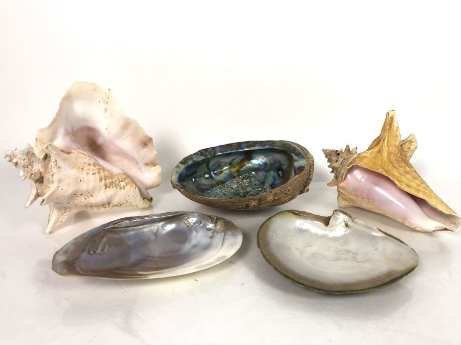 JUST ADDED - Organic Exotic Seashell Collection [Photo 9]
