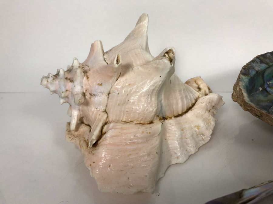 JUST ADDED - Organic Exotic Seashell Collection [Photo 6]