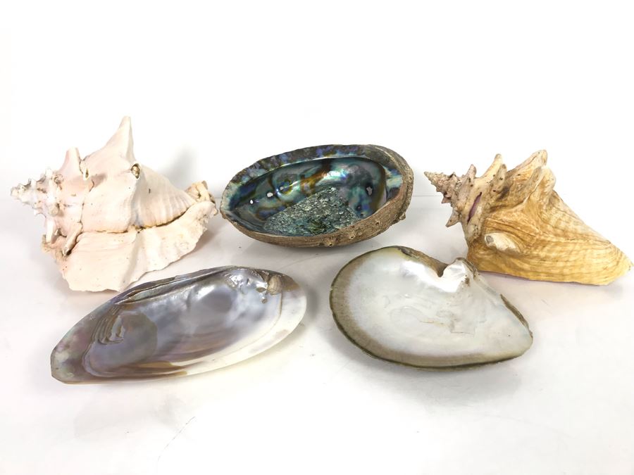 JUST ADDED - Organic Exotic Seashell Collection [Photo 2]