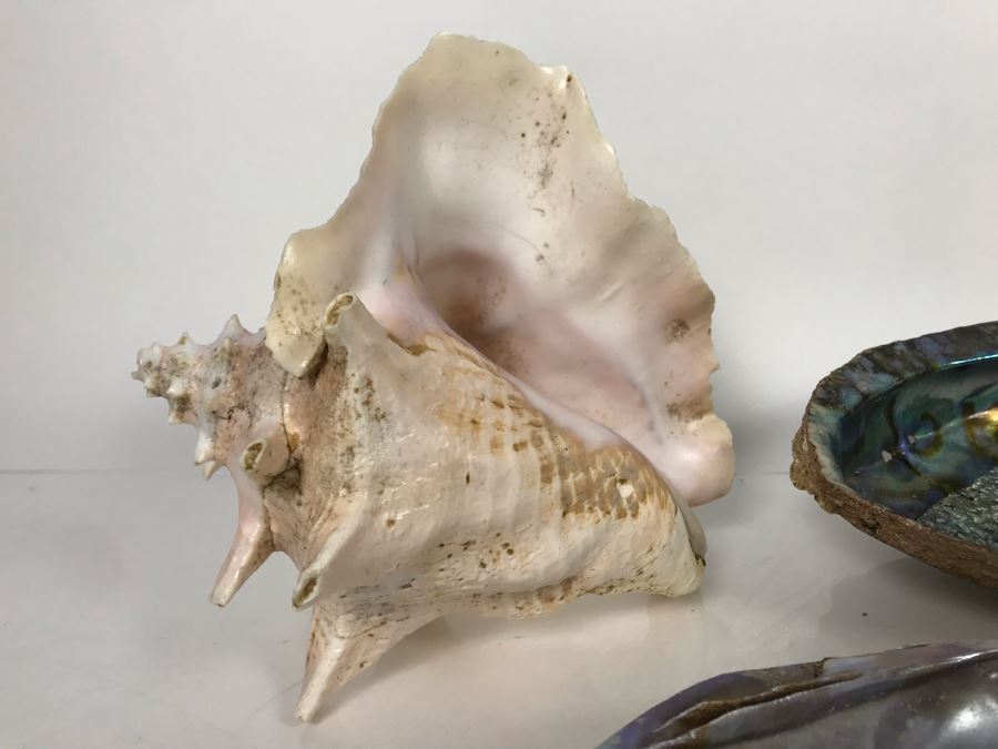 JUST ADDED - Organic Exotic Seashell Collection [Photo 11]