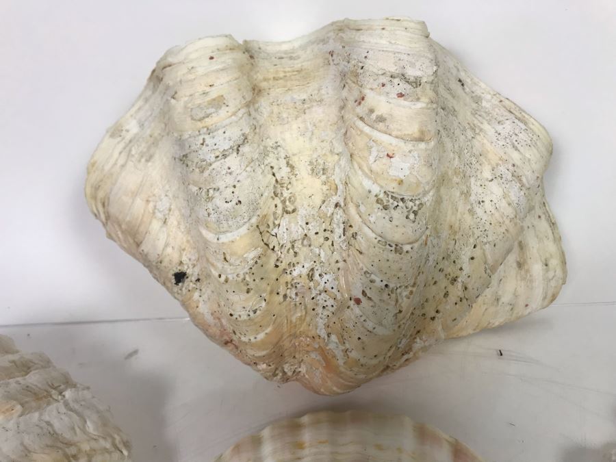 JUST ADDED - Organic Exotic Seashell Collection [Photo 5]