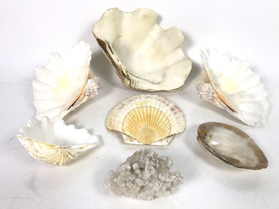 JUST ADDED - Organic Exotic Seashell Collection