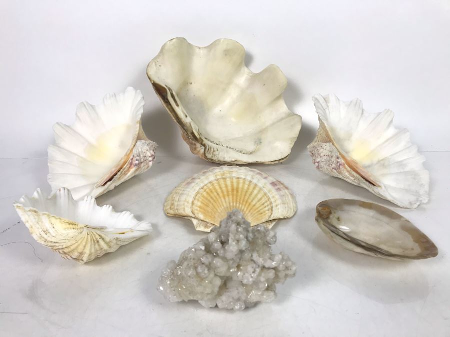 JUST ADDED - Organic Exotic Seashell Collection [Photo 2]