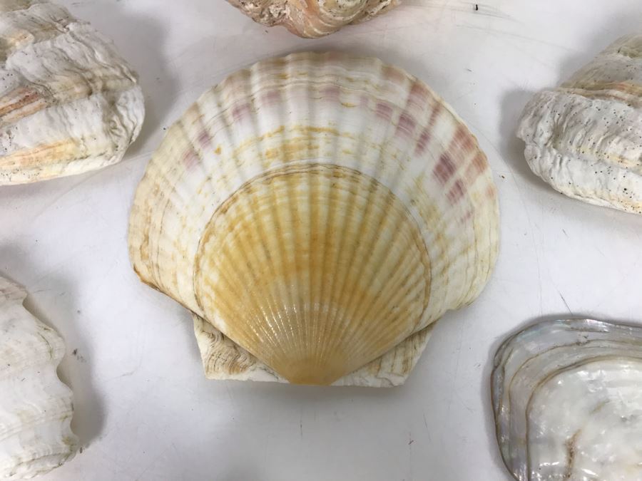 JUST ADDED - Organic Exotic Seashell Collection [Photo 10]